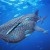 Whale Shark