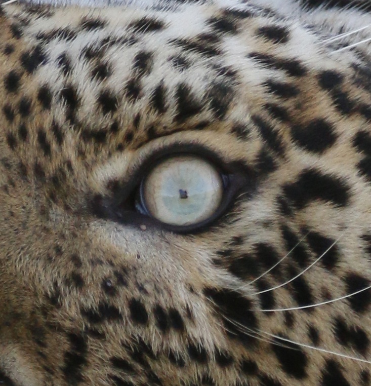 Leopard EYE