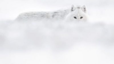 Vincent Munier - Wolf