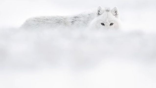 Vincent Munier fears no snow