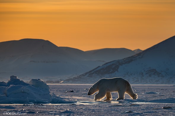 Polar bear - Roie Galitz