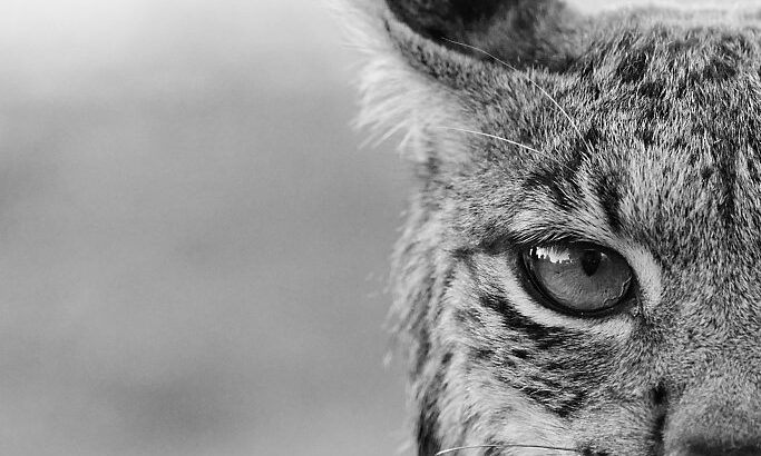 Iberian Lynx