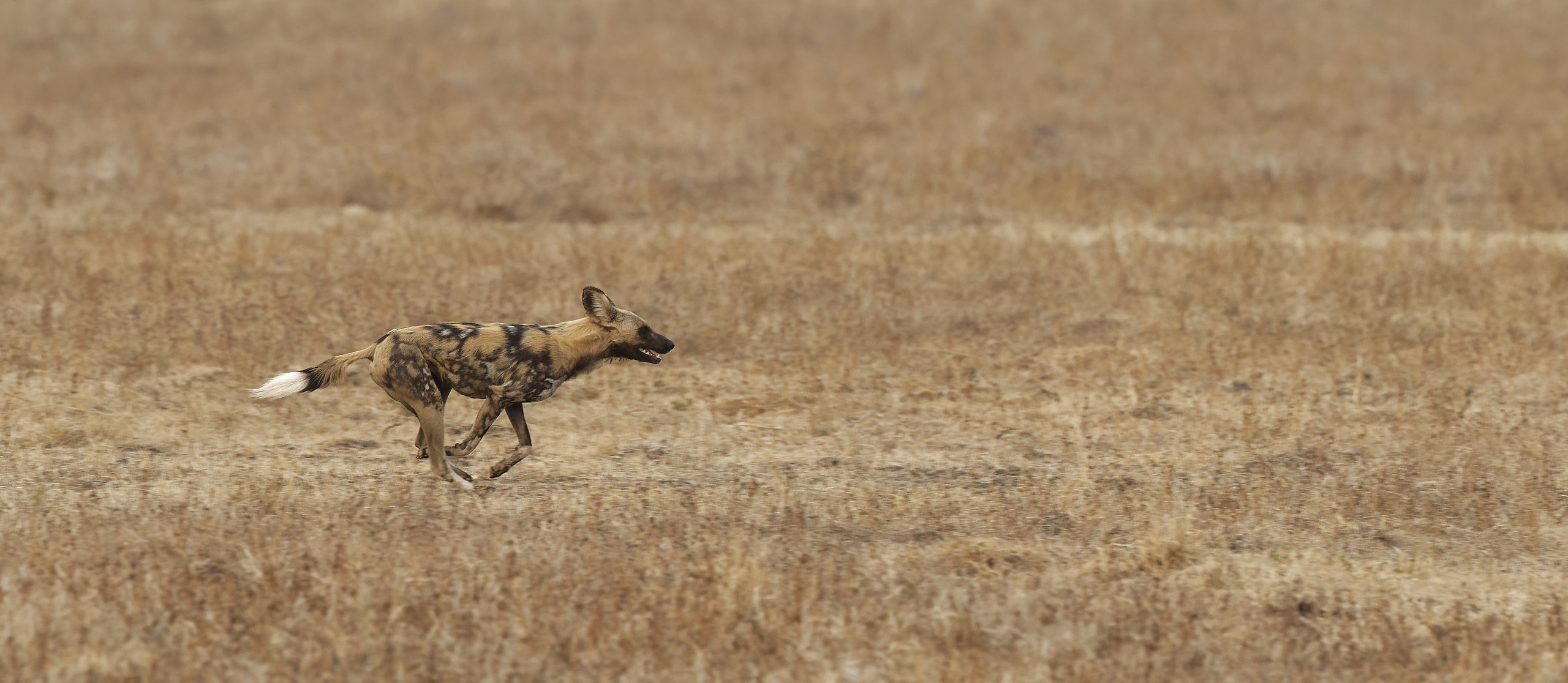 Wild dogs – Photos