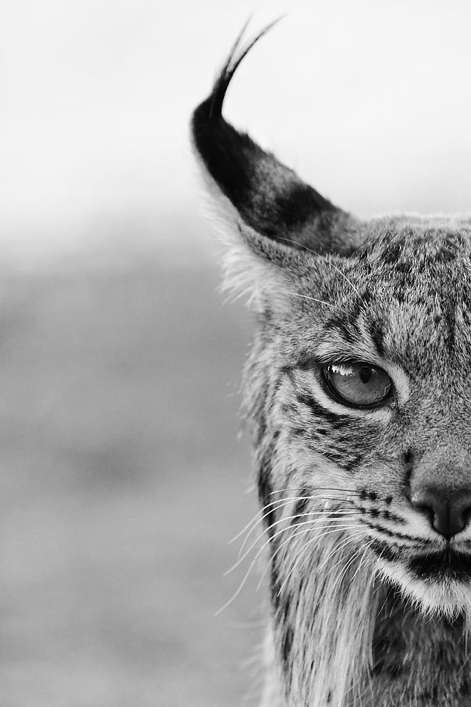 Lynx ibérique – en photo